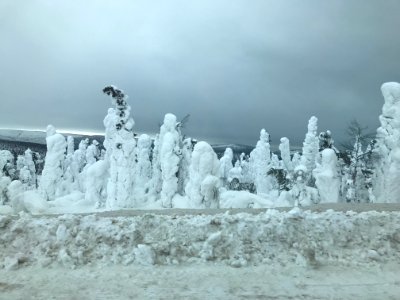 Snow-encased trees photo