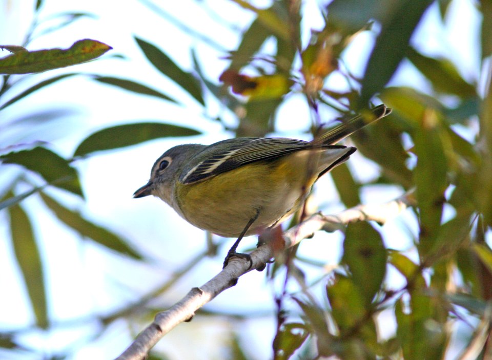 VIREO, BLUE-HEADED (12-3-08) pecho willows, los osos, slo co, ca -07