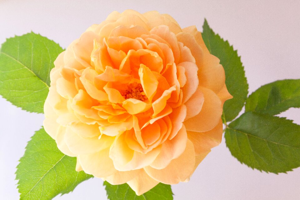 Spring summer nature