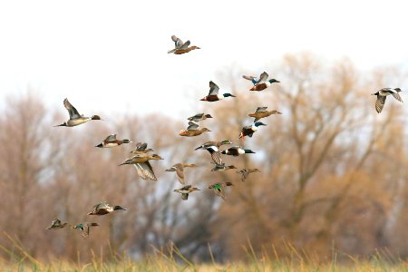 Mixed Ducks in Flight photo