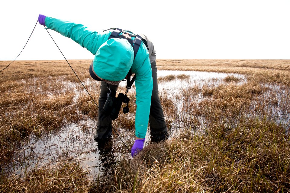 Setting a net