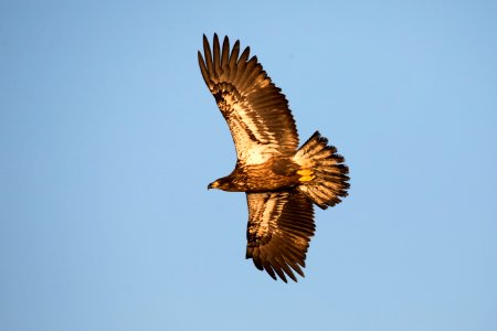Bald eagle in juvenile plumage photo