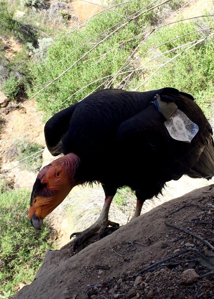 California condor #509.