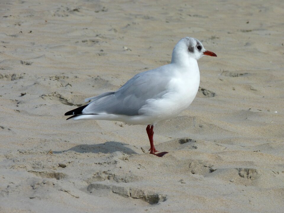 Sea bird water photo