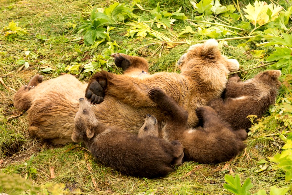 Kodiak bear cubs and sleeping mom