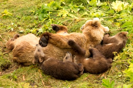 Kodiak bear cubs and sleeping mom