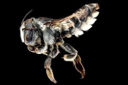 Megachile integra, f, left, Suffolk, VA 2018-06-20-14.15.19 ZS PMax UDR