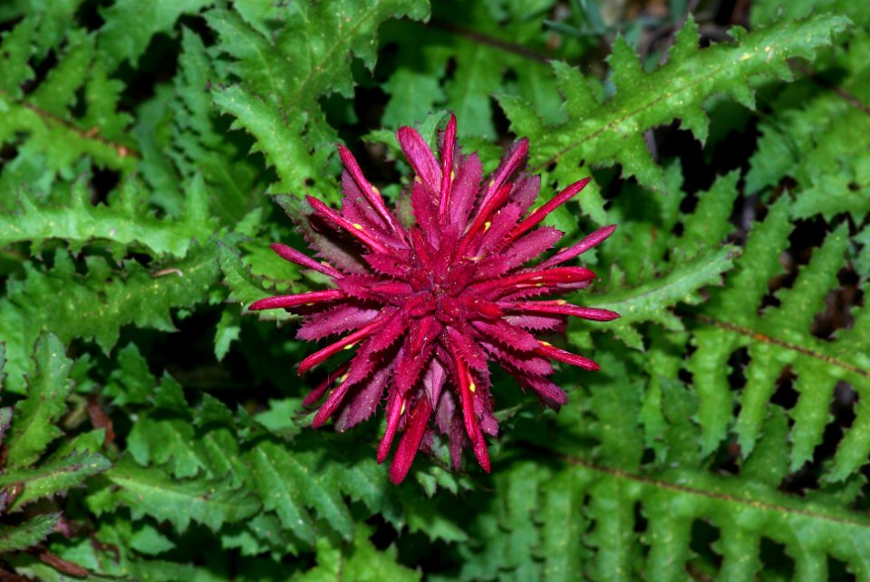 INDIAN WARRIOR (pedicularis densifolia hook) (4-5-07)-5