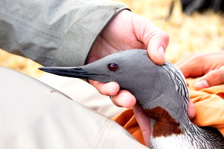 Red-throated loon research - Arctic Bird Fest 2019
