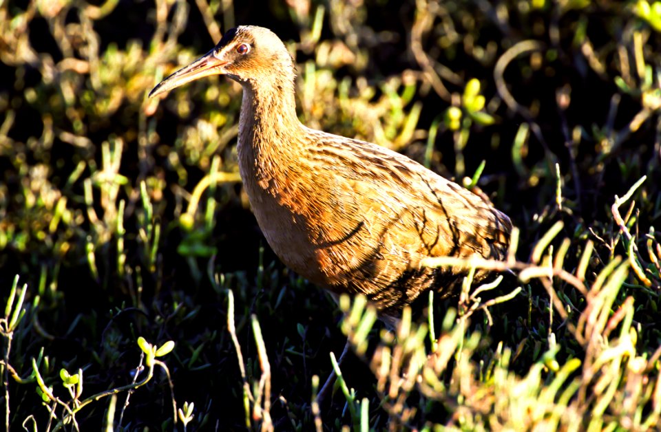 Federally endangered Light-footed clapper rail (adult) in the salt marsh