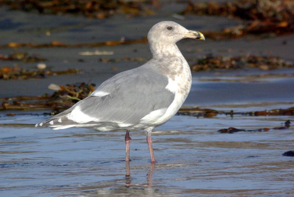 GULL, GLAUCOUS-WINGED (12-21-07)