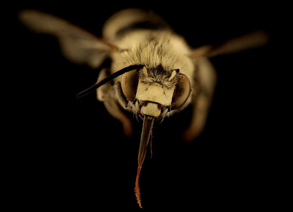 Anthophora urbana, m, face. Yolo Co., CA 2019-03-21-22.37.59 ZS PMax UDR