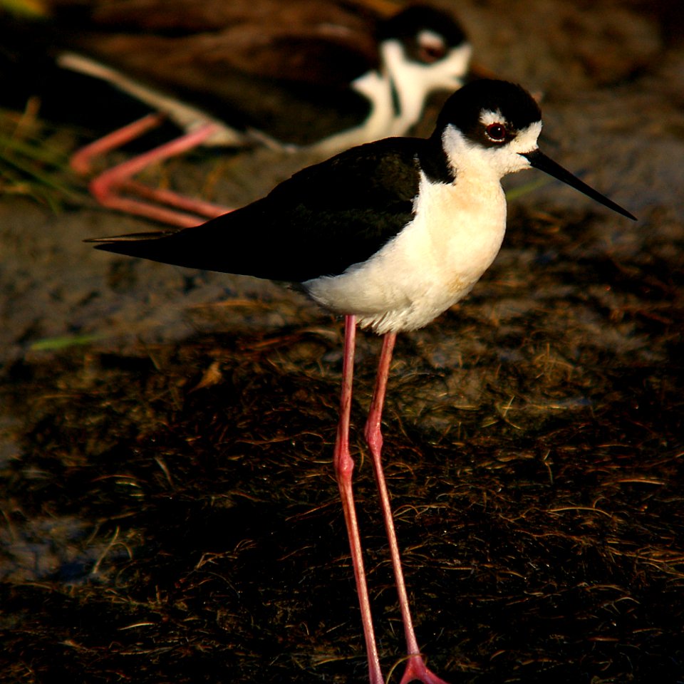 STILT, BLACK-NECKED (6-9-07) cholame v wetlands -05
