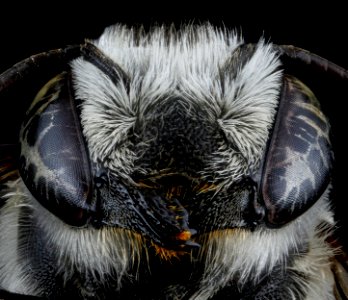 Megachile brevis, F, face, Tennessee, Haywood County 2013-02-14-15.07.03 ZS PMax photo