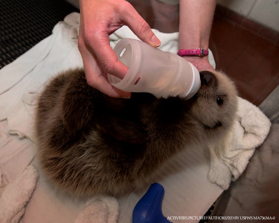 Cinder the sea otter pup bottle feeding at SeaWorld San Diego