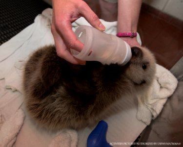 Cinder the sea otter pup bottle feeding at SeaWorld San Diego