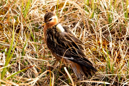 Red phalarope with a tiny tracking backpack - Arctic Bird Fest 2019