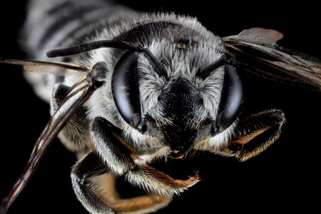 Megachile texana, F, Face, MD, Baltimore 2013-06-25.18.04.49 ZS PMax photo