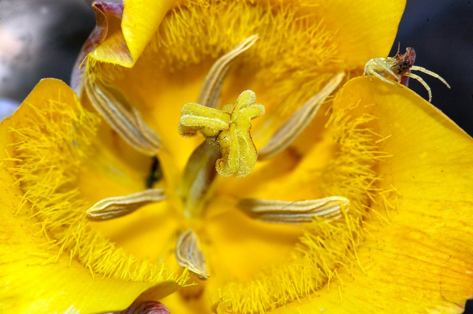 MARIPOSA (Calochortus clavatus pallidus) (6-4-08) carrizo, caliente ridge, carrizo plain nat monument, san luis obispo, ca -15