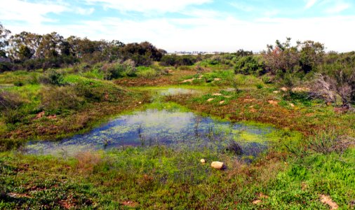 A network of vernal pools flow between mima mounds photo