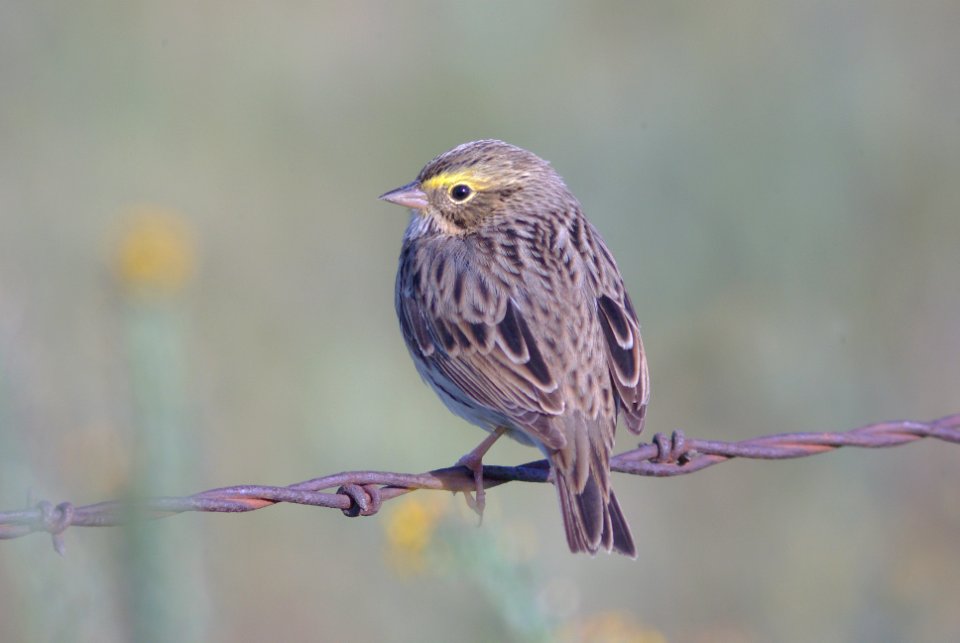 SPARROW, SAVANNAH (4-20-08) carrizo -13