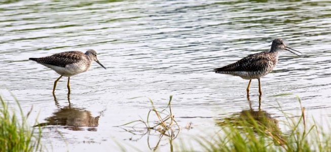 Lesser Yellow Legs