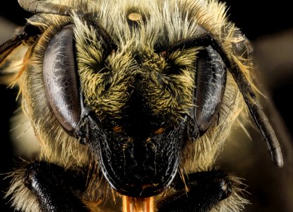 Megachile melanophaea ,F,Face,MI, Alger County 2014-03-26-11.48.20 ZS PMax photo