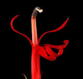 Lobelia cardinalis 3, Cardinal Flower, Howard County, MD 2017-09-13-16.30