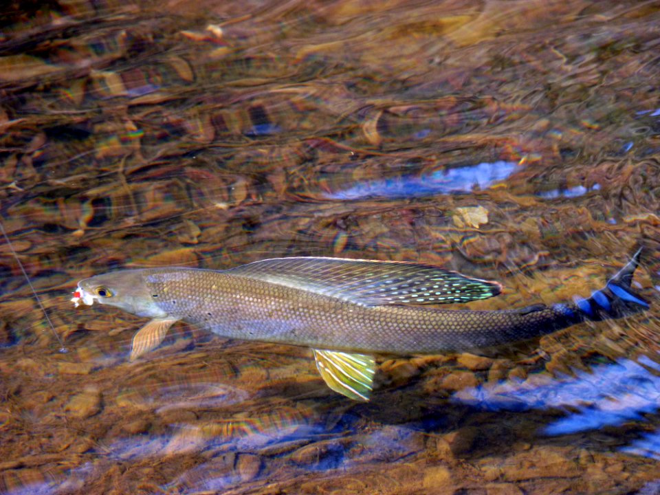 Arctic grayling photo