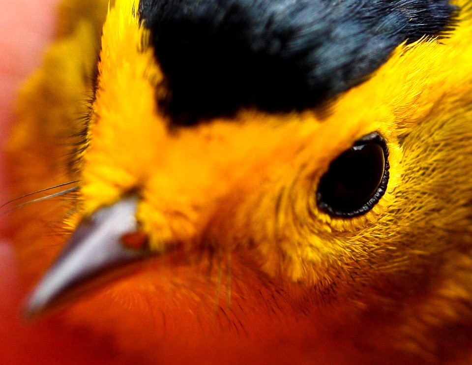 Wilson's Warbler