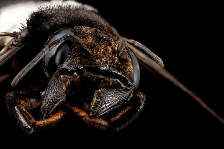 Megachile species, f, 15266b06, face, kenya 2014-08-06-16.10.44 ZS PMax photo