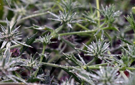 Morning dew on San Diego button-celery flowers
