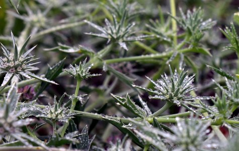 Morning dew on San Diego button-celery flowers photo