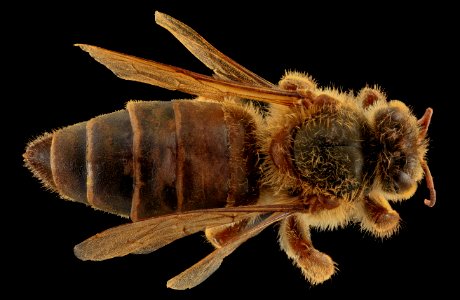 Apis mellifera, Queen, back, MD, Talbot County 2013-09-30-17.35.04 ZS PMax photo