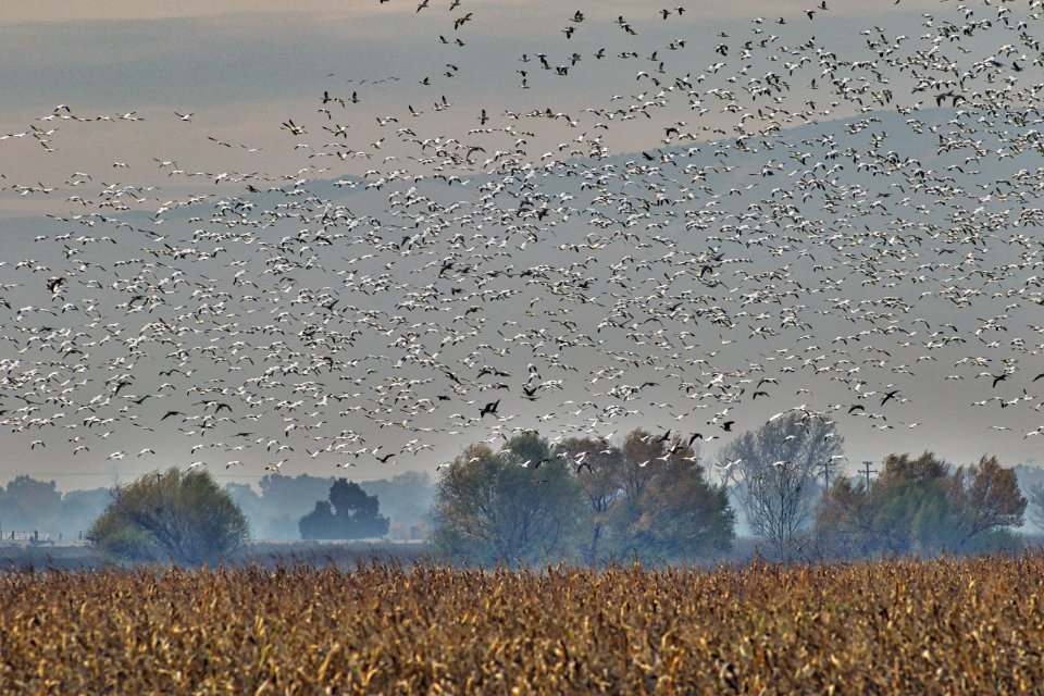 Aleutian and snow geese at San Joaquin National Wildlife Refuge