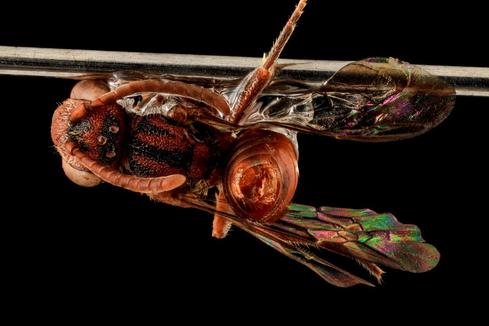 Nomada parva, Female, Back, Maryland, Wicomico County 2013-11-15-18.14.44 ZS PMax-Recovered