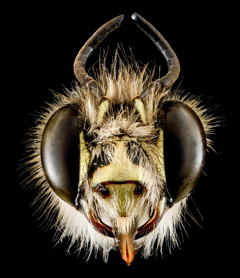 Anthophora plumipes, M, Head, N.A 2013-04-19-14.28.22 ZS PMax
