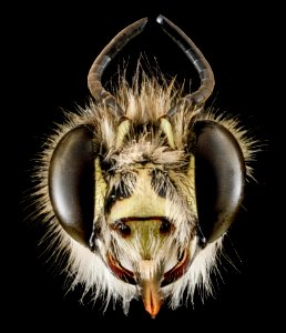 Anthophora plumipes, M, Head, N.A 2013-04-19-14.28.22 ZS PMax photo