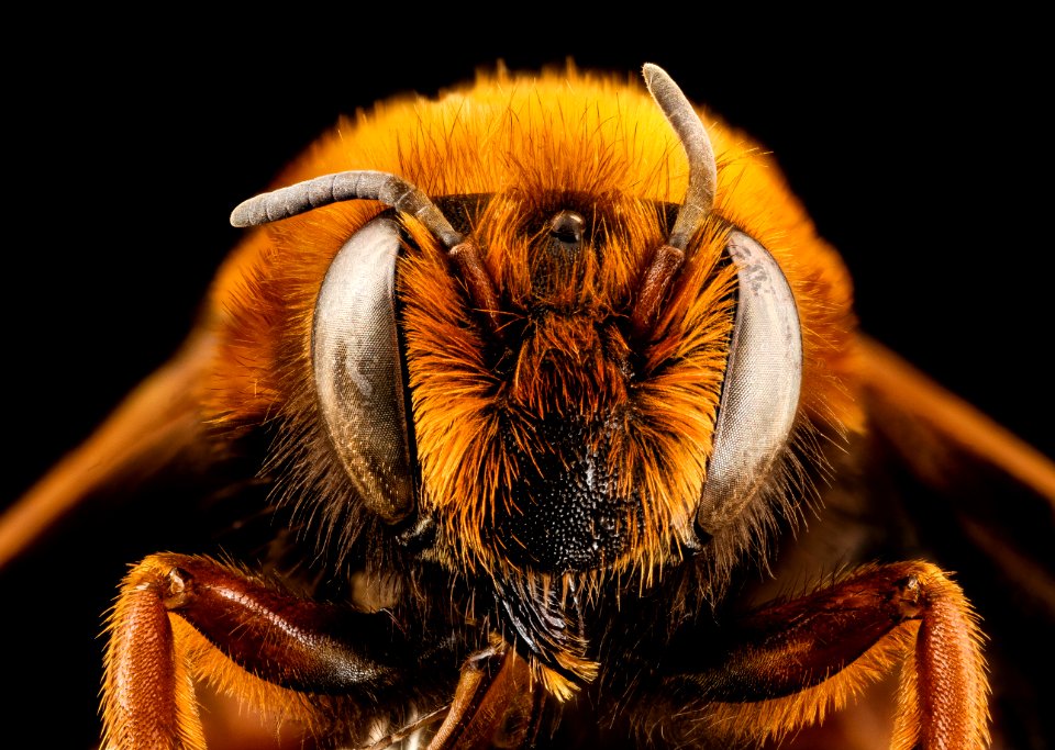 Megachile Chalicodoma species, f, morocco, face 2014-08-14-12.48.40 ZS PMax