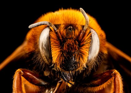 Megachile Chalicodoma species, f, morocco, face 2014-08-14-12.48.40 ZS PMax photo