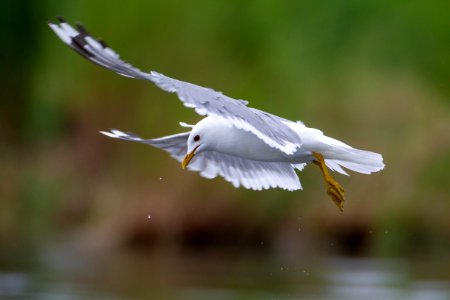 Mew gull