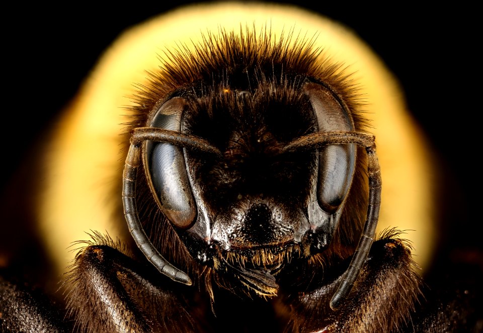 Bombus affinis, queen, racine wi, LW Macior 1965 face 2017-01-26-12.38