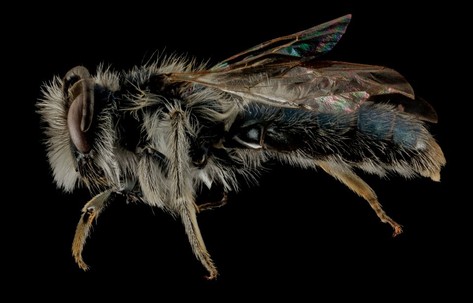 Andrena cuneilabris,M,Side, Humboldt Co,CA 2013-12-12-15.51.16 ZS PMax