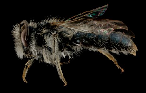 Andrena cuneilabris,M,Side, Humboldt Co,CA 2013-12-12-15.51.16 ZS PMax