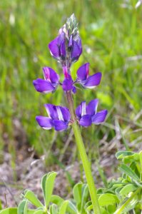 LUPINE, ARROYO (lupinus succulentus) (4-5-08) canet -1 photo