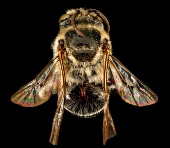 Colletes latitarsis, m, back, Pr. Georges Co, MD 2016-03-22-12.12 photo