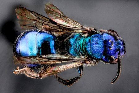 Augochlora regina, U, top, Dominican Republic 2012-09-27-11.26.28 ZS PMax