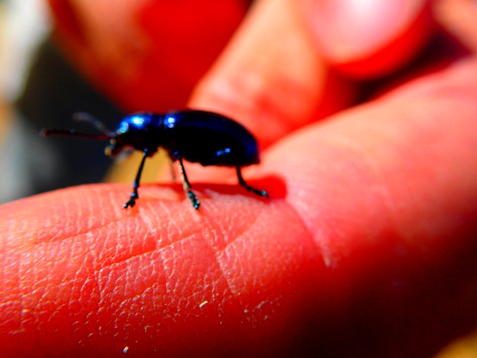 Cobalt milkweed beetle