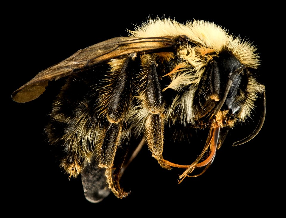 Intersex Bombus bimaculatus, gyn, male side, Washington, OH 2014-05-07-18.09.25 ZS PMax