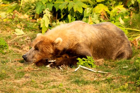 Kodiak bear